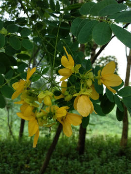 黄槐花