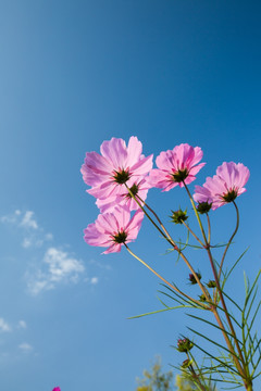 格桑花 竖幅