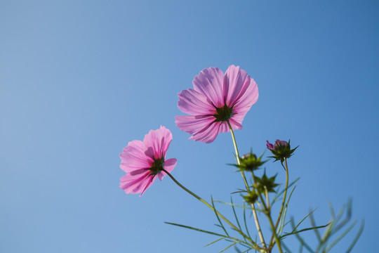 格桑花