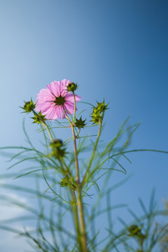 格桑花