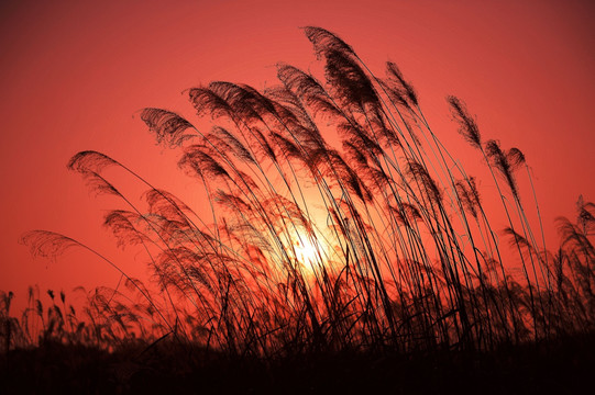 芦苇夕阳