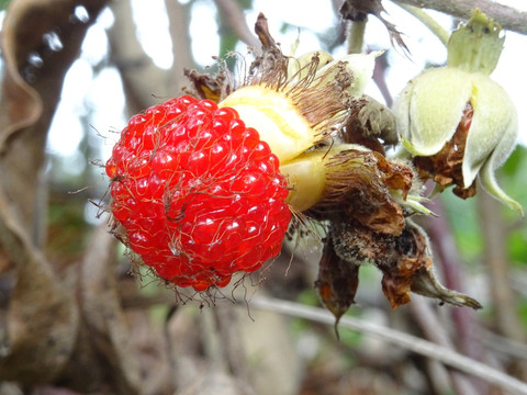 太平莓