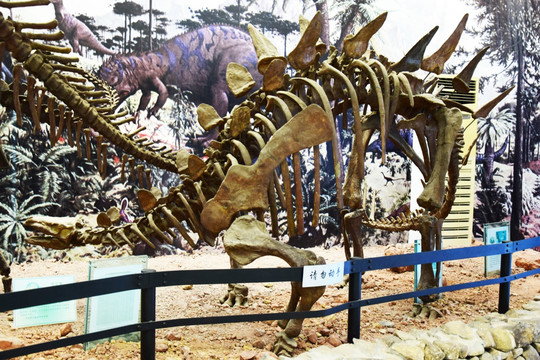 复原的恐龙化石骨架
