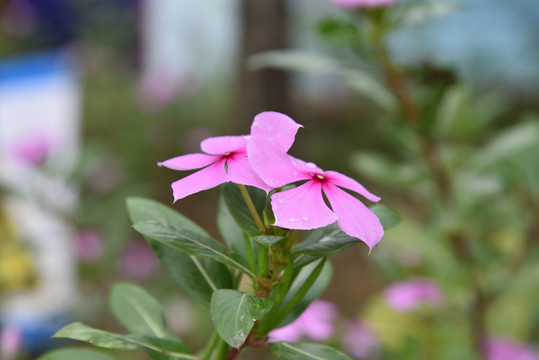 花草