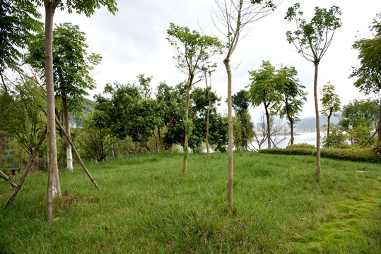 草地 公园