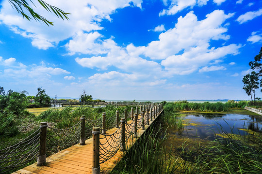 湿地公园木栈道