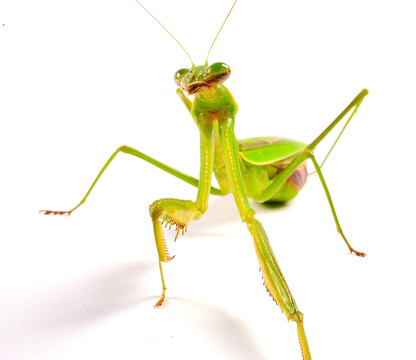 绿螳螂
