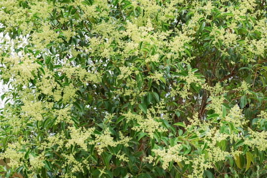 女贞子花