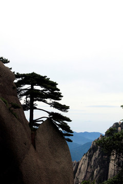 黄山迎客松