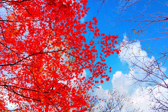秋天红叶