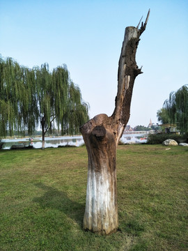 枯木 旅游摄影
