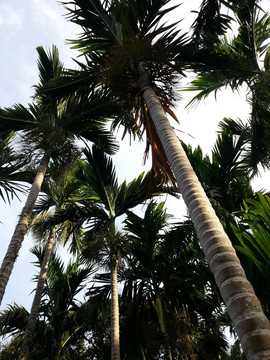 海南风光 槟榔树