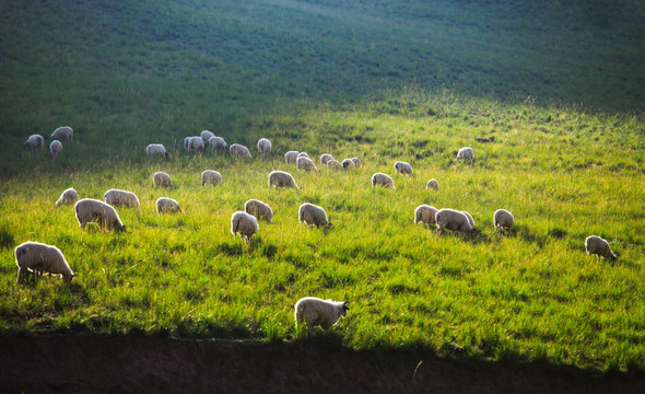 草原风光 羊群