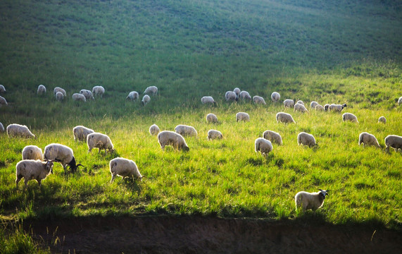 羊群 草原风光