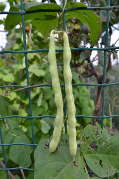 豆角
