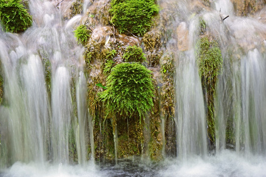 河流中的绿色苔藓