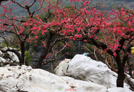 桃花