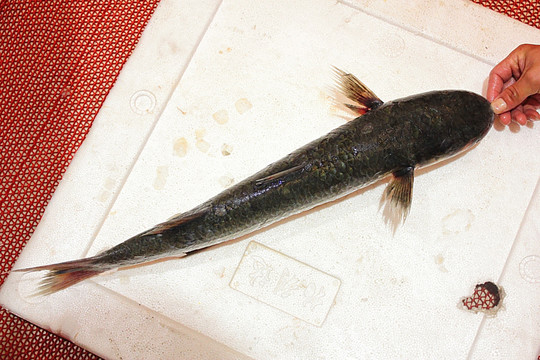 长江支鱼