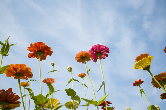 百日菊 素材