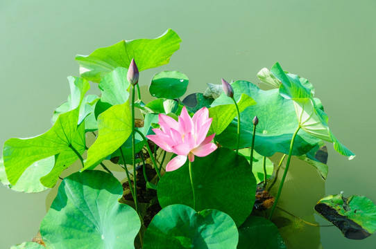 荷花
