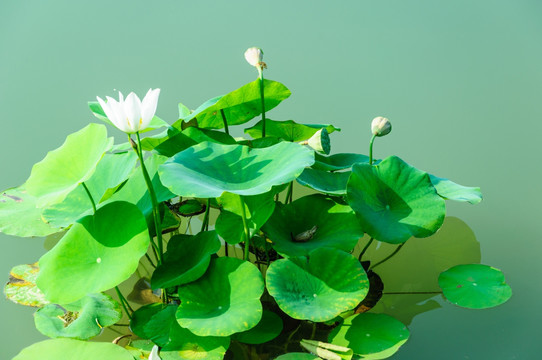 荷花
