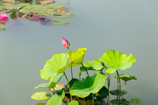 荷花