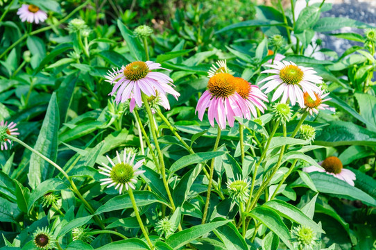 小菊花