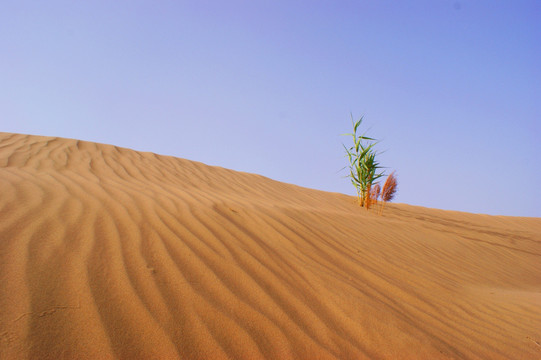 沙漠小草