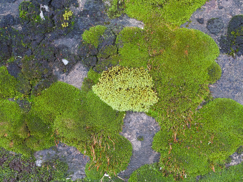 藓类植物平面图案