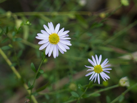 狗娃花