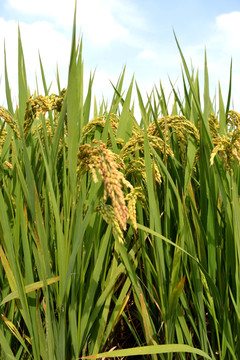 稻穗 水稻 稻谷