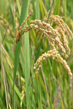 水稻 稻穗