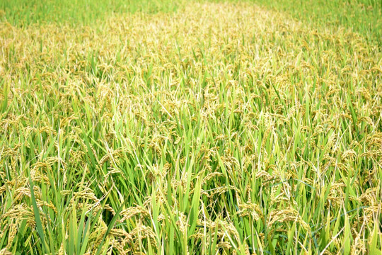 水稻 稻穗 稻田