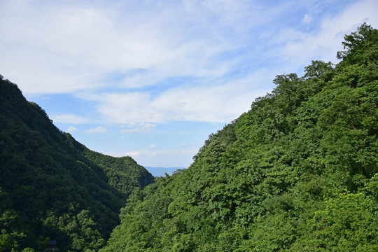 山岭上的茂密树林