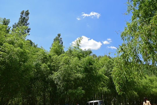 夏日的竹林风景