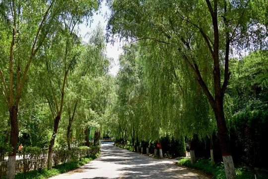 绿荫景观大道风景