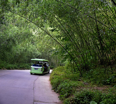 穿行在竹林中的观光车
