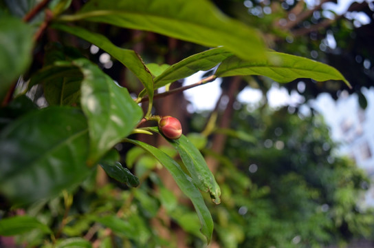 金花茶花