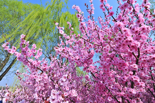 桃红柳绿 春天风景
