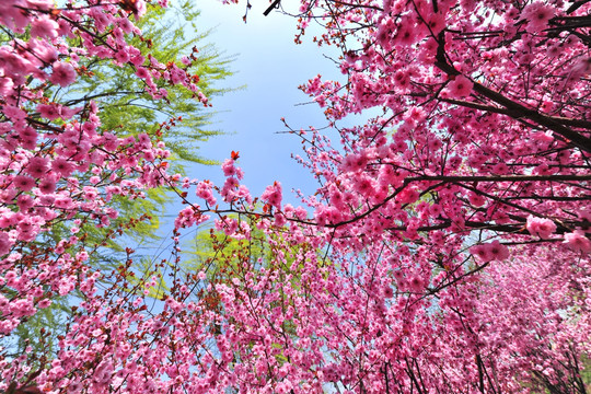 樱花园  繁花似锦