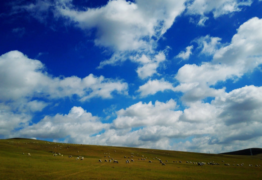 蓝天白云草原羊群