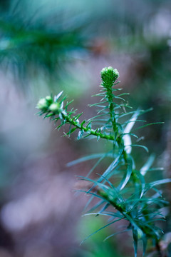 山间松柏植物