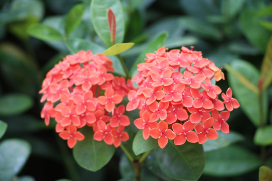 花朵 鲜花 红花