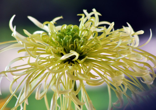菊花