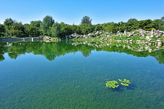 荷塘 湖畔 湿地