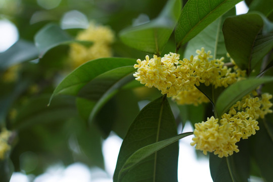 桂花金桂