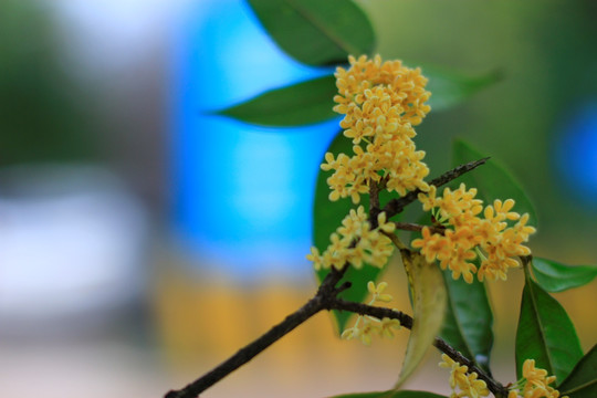 满地桂花