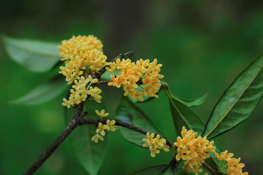 满地桂花