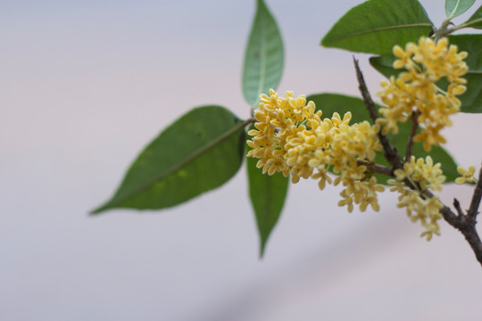 满地桂花