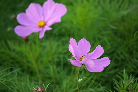 花朵 紫色格桑花